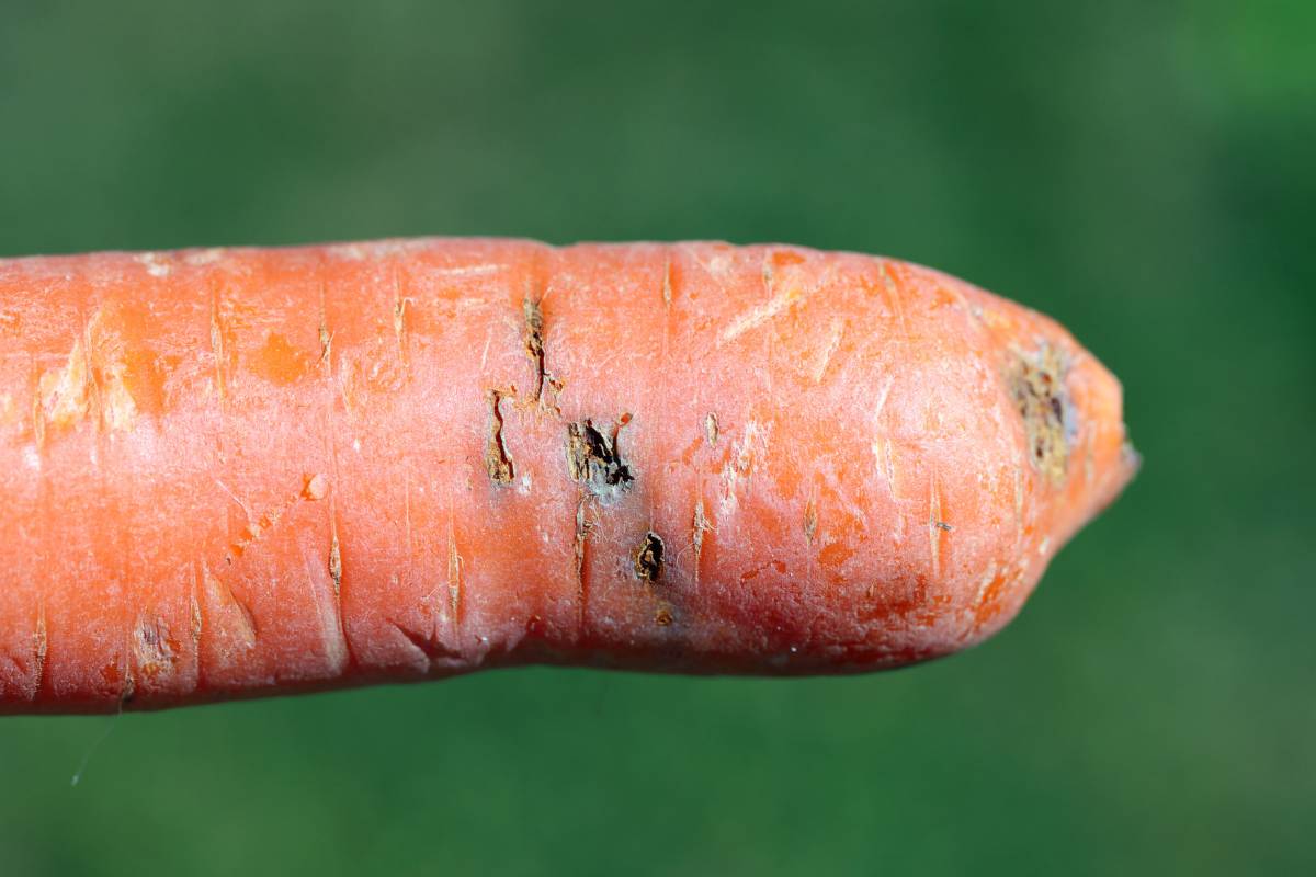 Carrot Fly Controlling Numbers to Protect Your Harvest The Seed Collection